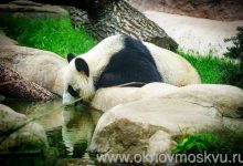 Photo of Московский зоопарк открылся для посетителей