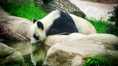 Photo of Московский зоопарк открылся для посетителей